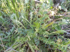 Sanguisorba verrucosa