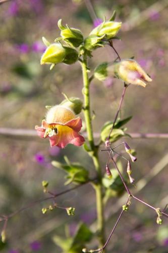 Tobacco (Nicotiana glutinosa)