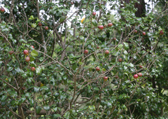 Camellia japonica