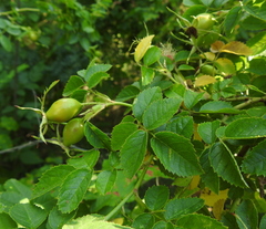 Rosa rubiginosa