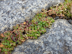 Euphorbia serpens