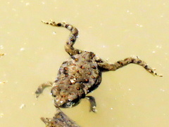 Poyntonophrynus vertebralis