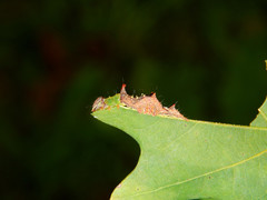 Schizura ipomaeae