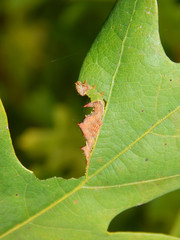 Schizura ipomaeae