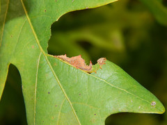 Schizura ipomaeae