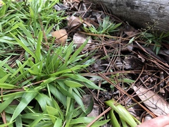 Dichanthelium curtifolium