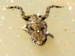 Poyntonophrynus vertebralis