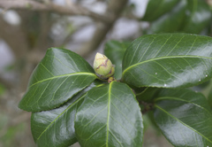 Camellia japonica