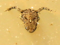 Poyntonophrynus vertebralis