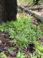 Dichanthelium curtifolium