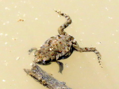 Poyntonophrynus vertebralis