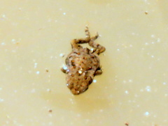 Poyntonophrynus vertebralis