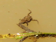 Poyntonophrynus vertebralis