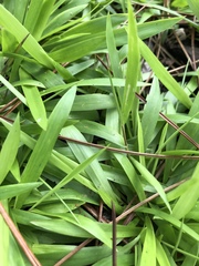 Dichanthelium curtifolium