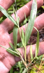 Dichanthelium curtifolium