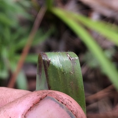 Dichanthelium curtifolium