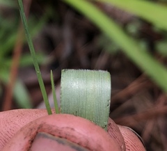 Dichanthelium curtifolium