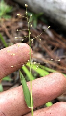 Dichanthelium curtifolium