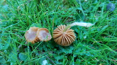 Galerina graminea