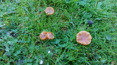 Galerina graminea