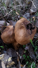 Scleroderma meridionale