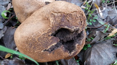 Scleroderma meridionale