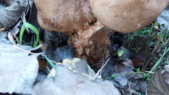 Scleroderma meridionale