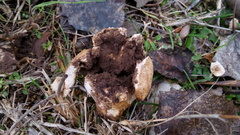 Scleroderma meridionale