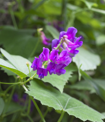 Vicia unijuga