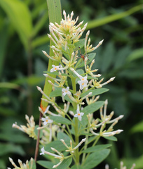 Wikstroemia ganpi
