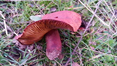 Lactarius zugazae