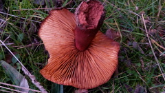 Lactarius zugazae
