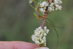 Cuscuta pentagona