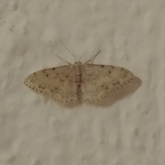 Idaea camparia