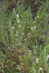 Cuscuta pentagona