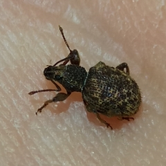 Otiorhynchus crataegi