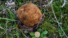 Scleroderma meridionale