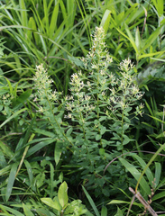 Wikstroemia ganpi