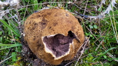 Scleroderma meridionale