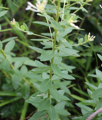 Wikstroemia ganpi