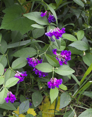 Vicia unijuga