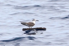 Onychoprion anaethetus