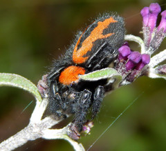 Phidippus apacheanus