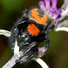 Phidippus apacheanus