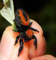 Phidippus apacheanus