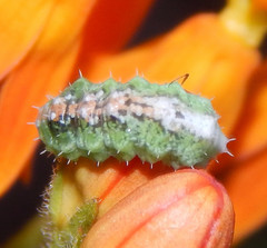 Dioprosopa clavata