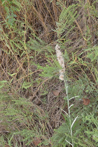 Image of Pterocaulon virgatum by (c) Dan Johnson, some rights reserved (CC BY)
