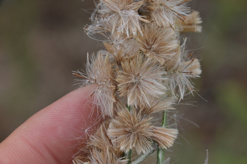 Image of Pterocaulon virgatum by (c) Dan Johnson, some rights reserved (CC BY)
