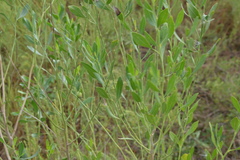 Neolasioptera lathami