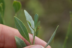 Neolasioptera lathami